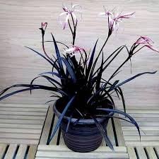 Black Lily